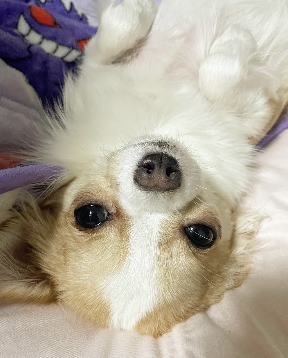 5月13日は「愛犬の日」